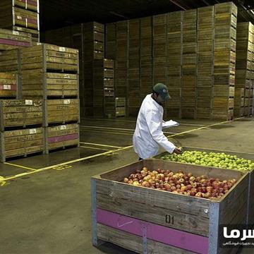 سردخانه میوه