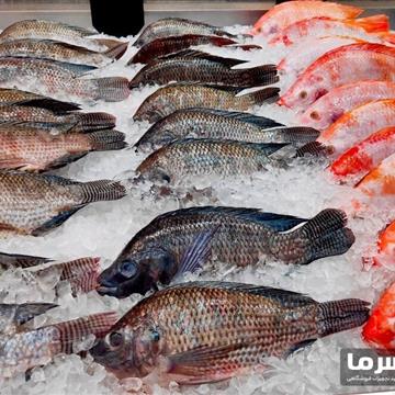 سردخانه ماهی