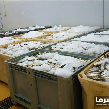 سردخانه ماهی