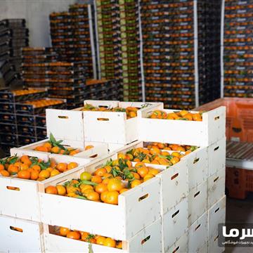 سردخانه پرتغال