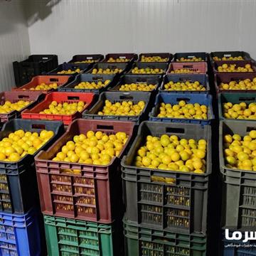 سردخانه مرکبات