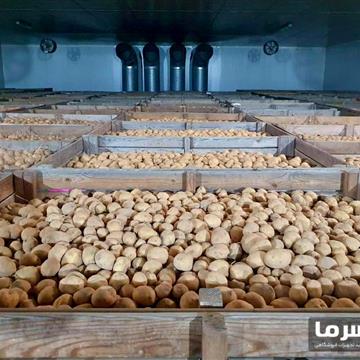 سردخانه سیب زمینی
